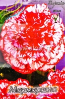 Бегония гибридная Мармората (в пакете 3 шт) цена за пакет клубневые (Голландия)