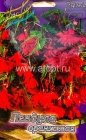 бегония Пендула оранжевая (в пакете 3 шт) цена за пакет клубневые (Голландия)