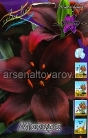 Лилия азиатская Мапира (в пакете 5 шт) цена за пакет луковичные (Голландия)