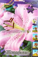 Лилия восточная Жозефина (в пакете 5 шт) цена за пакет луковичные (Голландия)