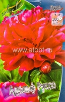 Пион махровый Адольф Руссо (в пакете 1 шт) корневищные (Голландия)