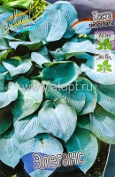 Хоста Элеганс (в пакете 2 шт) цена за пакет корневищные (Голландия)