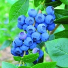 голубика высокорослая Нельсон саженцы (Россия)