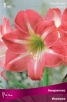 Амариллис простой Икспоже (в пакете 1 шт) луковичные (Голландия) 