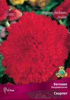 Бегония Бахромчатая алая (в пакете 3 шт) цена за пакет клубневые (Голландия)