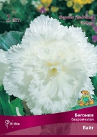 Бегония Бахромчатая белая (в пакете 3 шт) цена за пакет клубневые (Голландия)