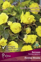 Бегония Каскад Одороса Йеллоу Флейм оранжевая (в пакете 2 шт) цена за пакет клубневые (Голландия)