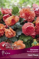 Бегония Каскад Одороса Свит Пинк оранжевая (в пакете 2 шт) цена за пакет клубневые (Голландия)