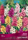 иксия гибридная смесь окрасок (в пакете 10 шт) цена за пакет клубнелуковичные (Голландия)