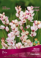 Иксия гибридная Спотлайт (в пакете 10 шт) цена за пакет клубнелуковичные (Голландия)