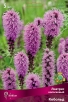 Лиатрис колосковый Кобольд (в пакете 5 шт) цена за пакет клубнелуковичные (Голландия) 