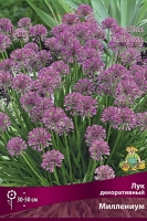 Лук декоративный Миллениум (в пакете 1 шт) луковичные (Голландия)