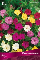 Мирабилис ялапа (в пакете 5 шт) цена за пакет клубневые (Голландия)