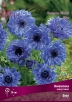 Анемона махровая Блу (в пакете 10 шт) цена за пакет клубневые (Голландия) 