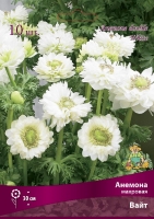 Анемона махровая Вайт (в пакете 10 шт) цена за пакет клубневые (Голландия)