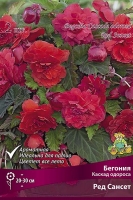 Бегония Каскад Одороса Ред Сансет оранжевая (в пакете 2 шт) цена за пакет клубневые (Голландия)