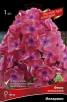Флокс метельчатый Российская селекция Илларион (в пакете 1 шт) корневищные (Голландия) 