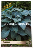 Хоста Халкион (в пакете 2 шт) цена за пакет корневищные (Голландия)