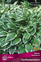 Хоста волнистая Альбомаргината (в пакете 1 шт) корневищные (Голландия)