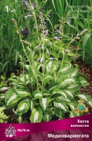 Хоста волнистая Медиовариегата (в пакете 1 шт) корневищные (Голландия)