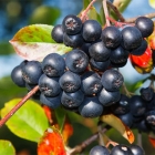 арония черноплодная Амит саженцы (Россия)