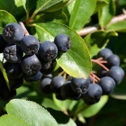 арония черноплодная Смуглянка саженцы (Россия)