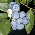 голубика высокорослая Бонус саженцы (Россия)