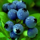 голубика высокорослая Норт Кантри саженцы (Россия)