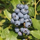 голубика высокорослая Сиерра саженцы (Россия)