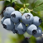 голубика высокорослая Ханнас Чойс саженцы (Россия)