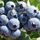 голубика высокорослая Чандлер саженцы (Россия)