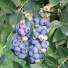 голубика высокорослая Аврора саженцы (Россия)