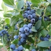 Голубика высокорослая Калипсо саженцы (Россия) 