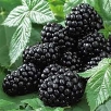 Ежевика Трипл Краун саженцы (Россия) 