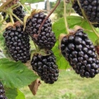 ежевика Коламбия Стар саженцы (Россия)