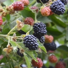 ежевика Осейдж саженцы (Россия)