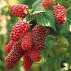 ежевика (ежемалина) Тейберри Медана саженцы (Россия)