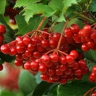 калина красная обыкновенная Зарница саженцы (Россия)