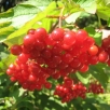 Калина красная обыкновенная Красный коралл саженцы (Россия) 