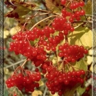 калина красная обыкновенная Ульгень саженцы (Россия)