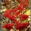 Калина красная обыкновенная Ульгень саженцы (Россия) 