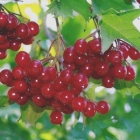 калина красная обыкновенная Элексир саженцы (Россия)