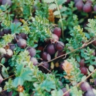 клюква крупноплодная Бен Лир саженцы (Россия)