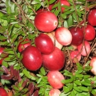 клюква крупноплодная Стивенс саженцы (Россия)