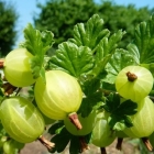 крыжовник Русский желтый саженцы (Россия)