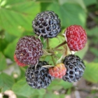 малина Крепыш саженцы (Россия)