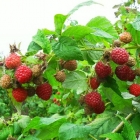 малина ремонтантная Августина саженцы (Россия)