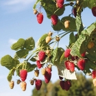 малина ремонтантная Изобильная саженцы (Россия)