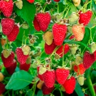 малина ремонтантная Рубиновое ожерелье саженцы (Россия)