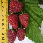 малина ремонтантная Самородок саженцы (Россия)